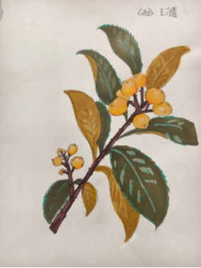 《华旭植物志》——少年植物艺术展802.png