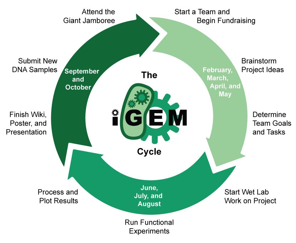 src=http---2018.igem.org-wiki-images-b-b8-2018_iGEM_Cycle.png&refer=http---2018.igem.org&app=2002&size=f9999,10000&q=a80&n=0&g=0n&fmt=jpeg.jpg