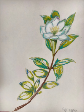 《华旭植物志》——少年植物艺术展800.png
